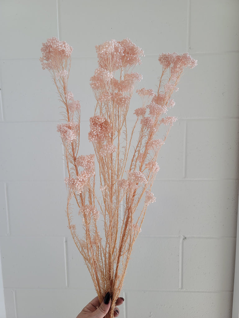Dried Rice Flower-pink