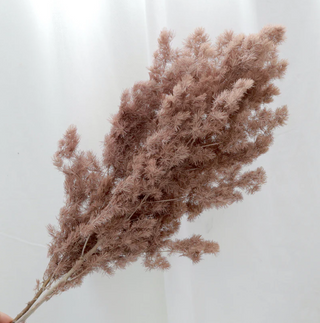 Ming Fern - Mocha