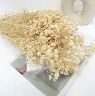 Baby's Breath - Natural