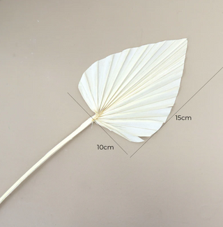 Spear Palm - Off White