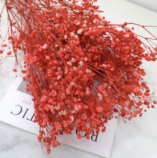Baby's Breath - Red