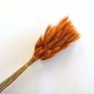 Bunny Tails - Rust