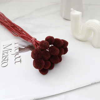 Billy Buttons - Red Wine