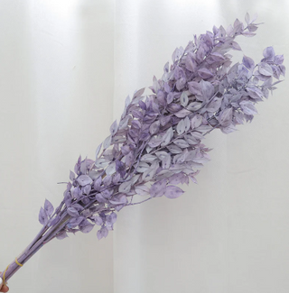 Ruscus - Purple