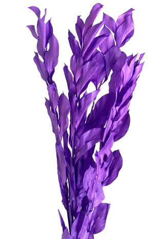 Big Leaf Ruscus - Purple