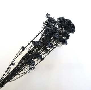 Rice flower - Black