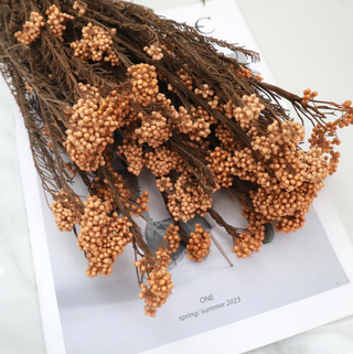Rice flower - Rust