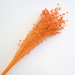 Hypericum Berries - Orange