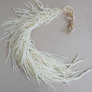 Amaranthus - White