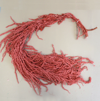 Amaranthus - Watermelon