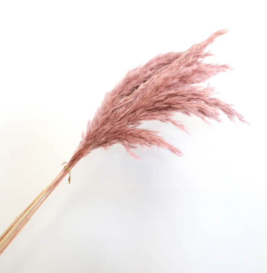 Pretty Reeds Giant Reeds - Pink | Pretty Dead Flowers