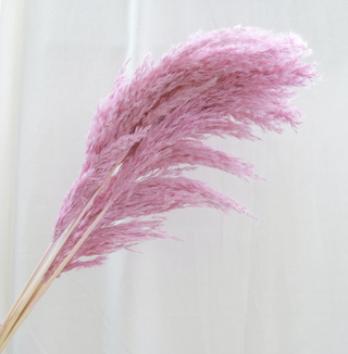 Giant Reeds - Mauve