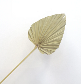 Spear Palm - Natural