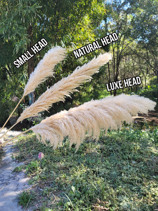 Pampas - Small Natural