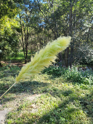 Pampas -  Green