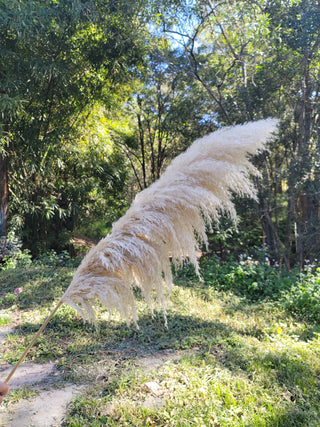 Pampas - Luxe Natural