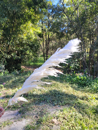 Pampas -  White
